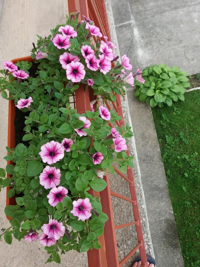 Mirkovic Apartment